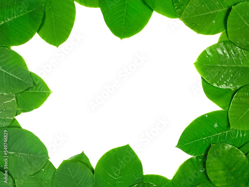 Green tropical leaves are placed on a white background with part of the leaf layout and copy space in the center.