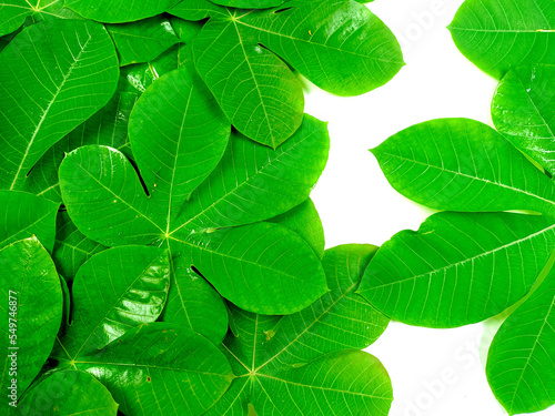 Green tropical leaves are placed on a white background with copy space layout
