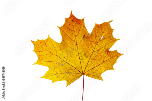 Autumn maple leaf on white background