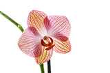 A pink phalaenopsis orchid flower