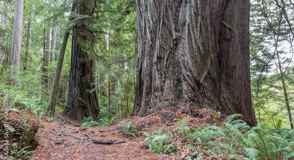 old trunk, Prairie Creek Redwoods State Park, California, USA old trunk, Prairie Creek Redwoods State Park, California, USA