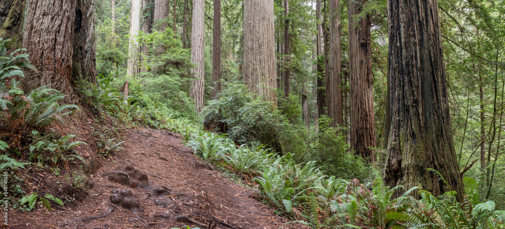 walking trail in the redwood forest, Prairie Creek Redwoods State Park, California, USA walking trail in the redwood forest, Prairie Creek Redwoods State Park, California, USA