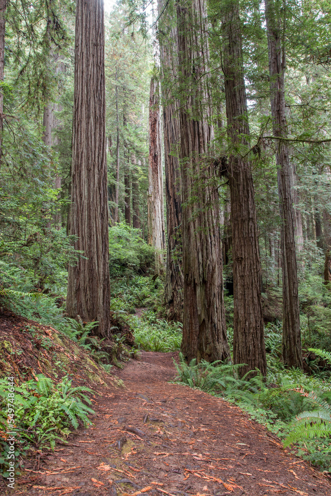 path in the coastal redwood forest, Prairie Creek, California, USA