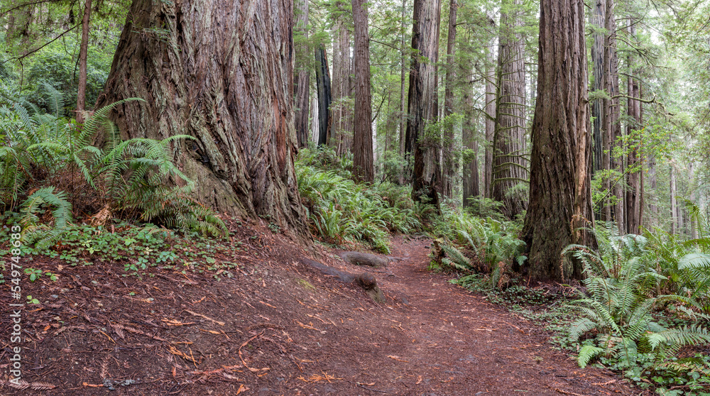 path in the redwood forest, Prairie Creek Redwoods State Park, California, USA path in the redwood forest, Prairie Creek Redwoods State Park, California, USA