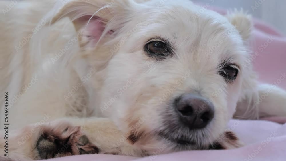 Portrait of cute mixed breed dog with sad eyes sleepy laying on the bed with pink blanket. Mans best friend. Close-up shot