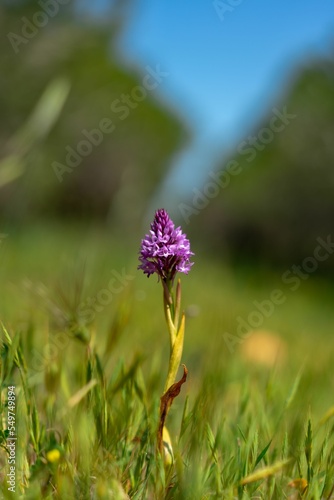 Vertical shot of an orchis growing in a meadow photo