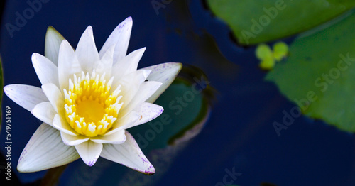 White lotus with yellow stamens blooming on calm water surface. Blurred background. Copy space. cover design template for book, magazine, website