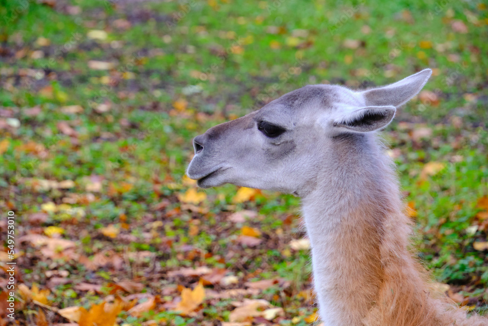 Muzzle young llama against background autumn foliage.