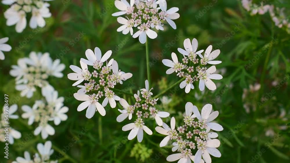 Coriander (Coriandrum) is an annual herb in the Apiaceae family. All parts of the plant are edible, fresh leaves and dried seeds. close up coriander (cilantro) flower. Coriander (Coriandrum) is an annual herb in the Apiaceae family. All parts of the plant are edible, fresh leaves and dried seeds. close up coriander (cilantro) flower.