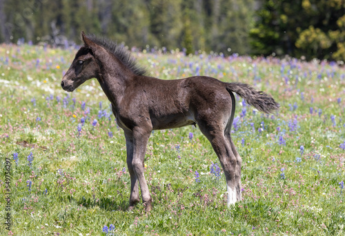Wild Horse Foal in Summer in the Pryor Mountains Montana