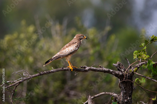 White-eyed buzzard perched on a branch