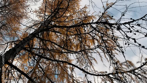 View from below of the trees of a forest. Yellow larch deciduous in autumn. Slow motion 4K