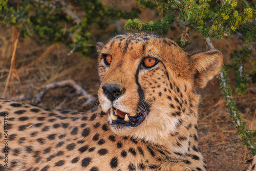 Cheetahs in the Namibian savannah, Solitaire, Namibia, South Africa.