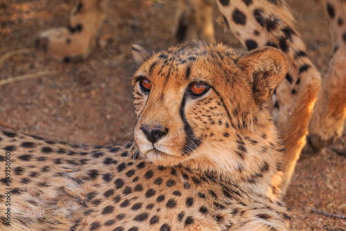 Cheetahs in the Namibian savannah, Solitaire, Namibia, South Africa.