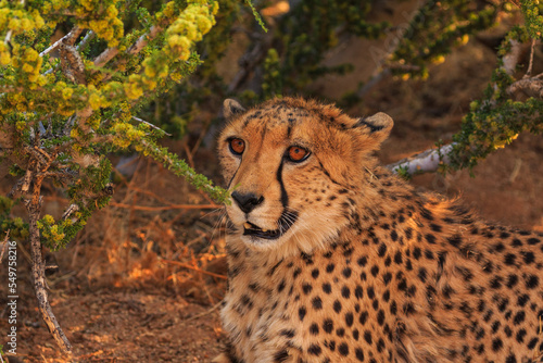 Cheetahs in the Namibian savannah, Solitaire, Namibia, South Africa.