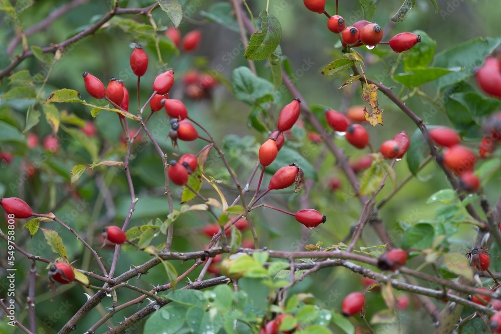red berries on a bush red berries on a bush