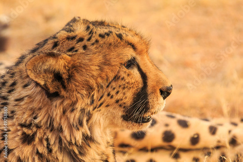 Cheetahs in the Namibian savannah, Solitaire, Namibia, South Africa.