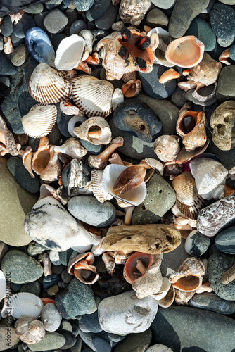 a lot of shells and stones on the seashore in the surf