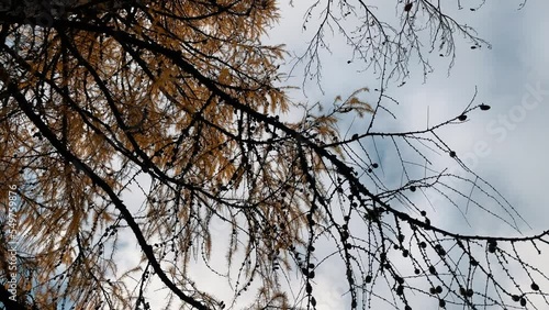 View from below of the trees of a forest. Yellow larch deciduous in autumn. Slow motion 4K