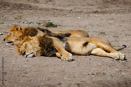 leones dormidos photo