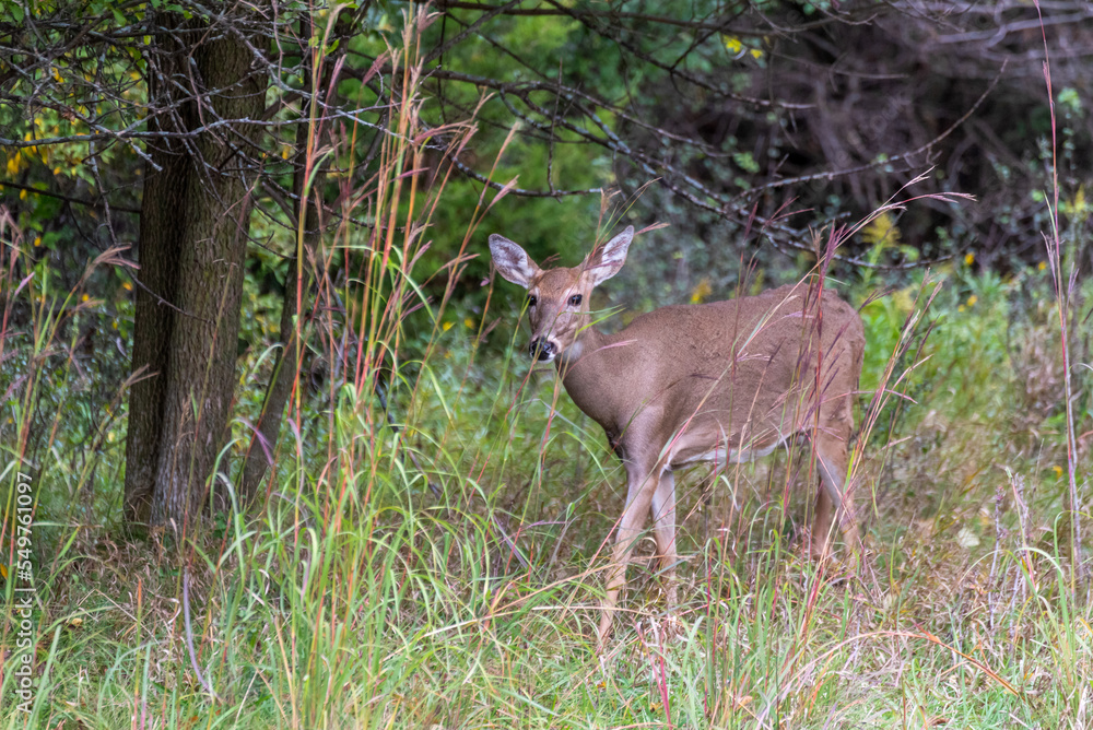 Obraz premium Urban White-tailed Deer In The Fall Woods