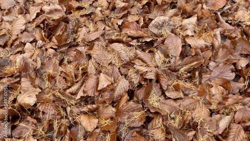 Close up of fallen beech tree leaves in autumn. Walking through park or nature full of fallen leaves. Foliage autumn concept. Slow motion 4K