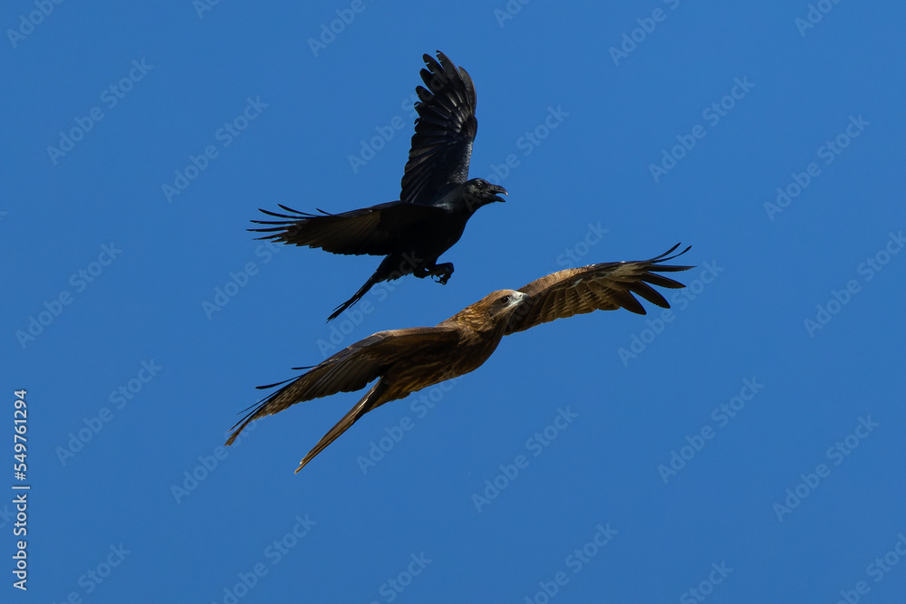 Obraz premium カラスにモビングされているトビ