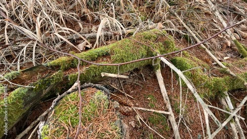 Close up of old wood covered with moss. The cycle of nature. Slow motion 4K