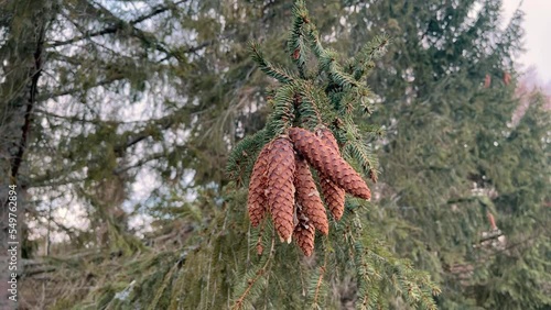 Close up of spruce branch with cones. Slow motion 4K