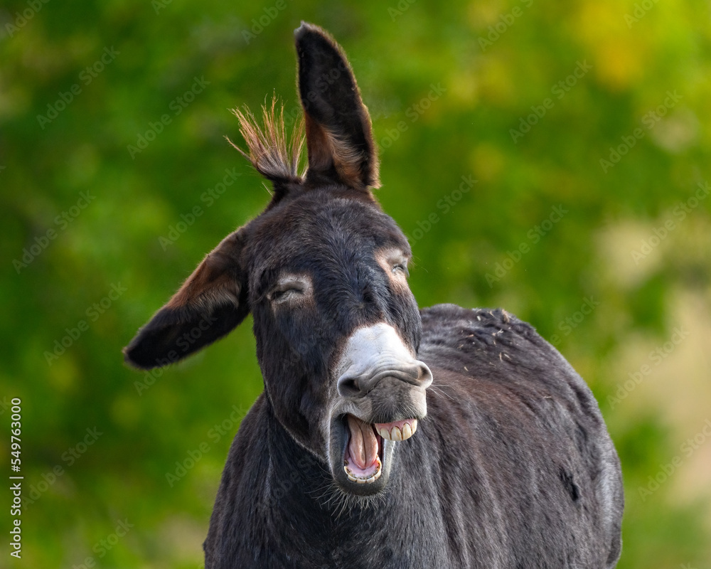 Fototapeta premium You want it WHEN?!?!?!?!?