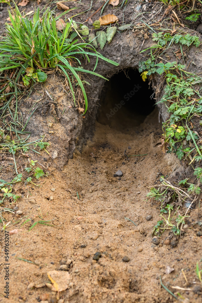 Coney or european rabbit hole in the ground in Halmstad, Sweden Coney or european rabbit hole in the ground in Halmstad, Sweden