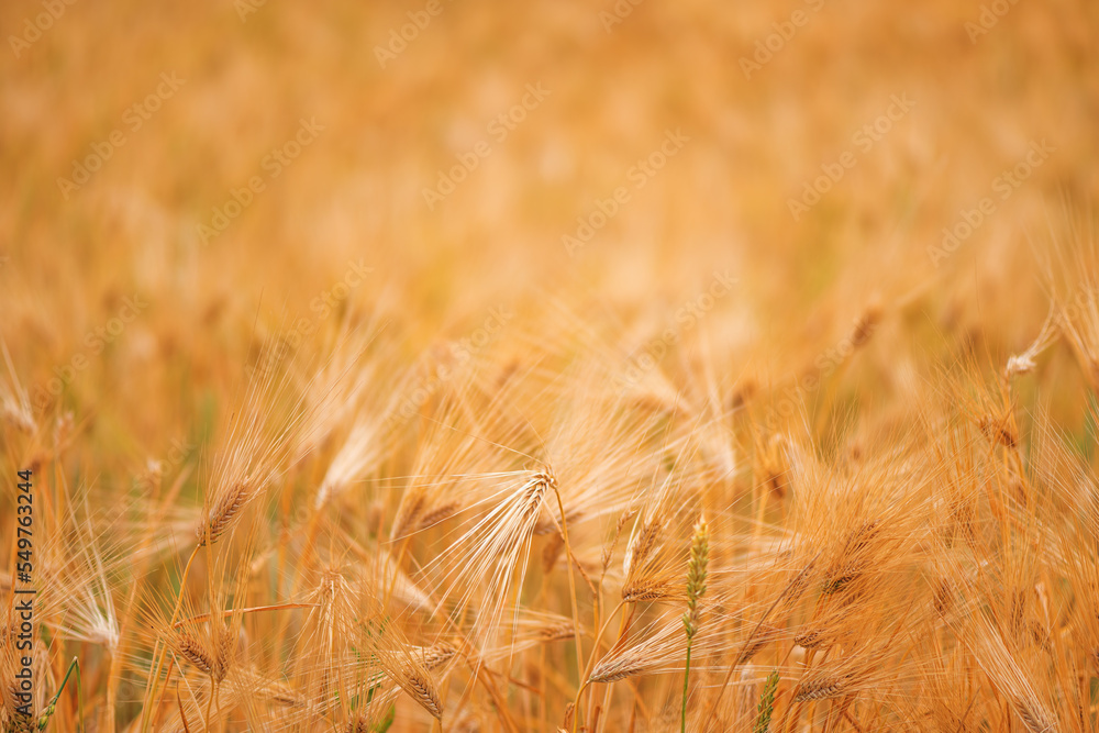 Fototapeta premium Ripe barley crop field in summer ready for harvesting