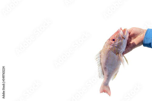Fishing. Hand holding a pink tropical fish or Grouper freshly caught from the sea.