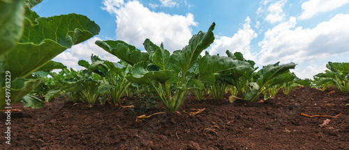 Fotografía Sugar beet root crop in the ground