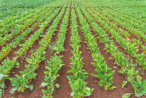Sugar beet root crop plantation field in diminishing perspective