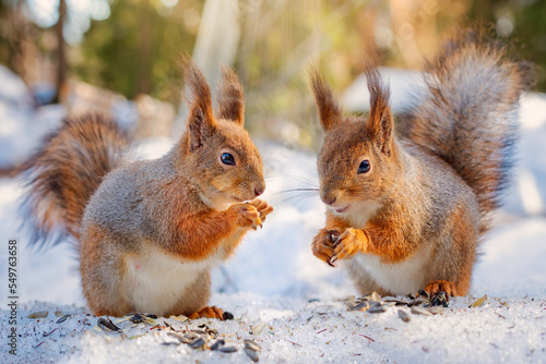 two squirrels eat seeds in winter forest, squirrel family photo