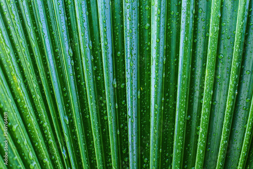 Beautiful green palm leaf background with rain water drops close up