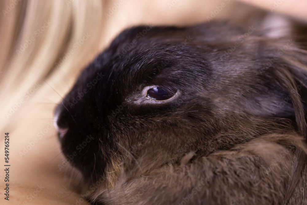 Funny cute brown rabbit in pet's owner hands close-up. Bunny pet at home Funny cute brown rabbit in pet's owner hands close-up. Bunny pet at home