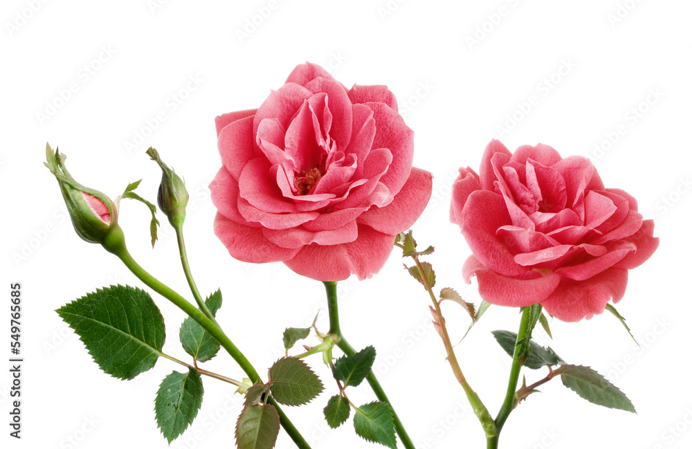two wild roses with two buds, branches with leaves and white background
two wild roses with two buds, branches with leaves and white background