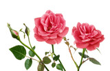 two wild roses with two buds, branches with leaves and white background

