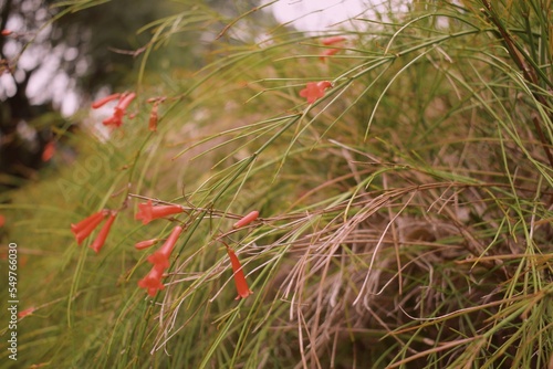 Beautiful bright red firecracker Russelia flowers over green leaves. Warm, bright and soft background.  photo