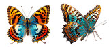 Set two beautiful tropical butterflies isolated on transparent background. Butterflies with wings spread and in flight, close-up macro.