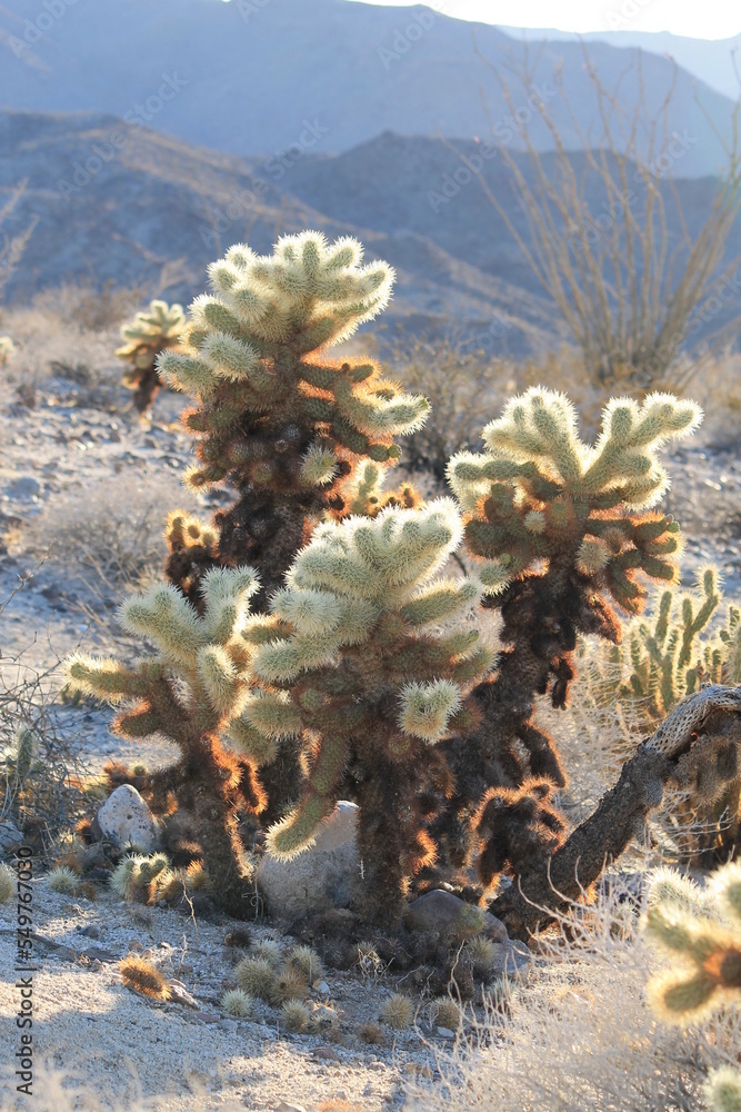sunlit cacti with growing outlines against mountains sunlit cacti with growing outlines against mountains