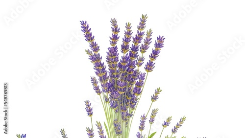 Bouquet of lavender painted with watercolors floral bouquet on white background.