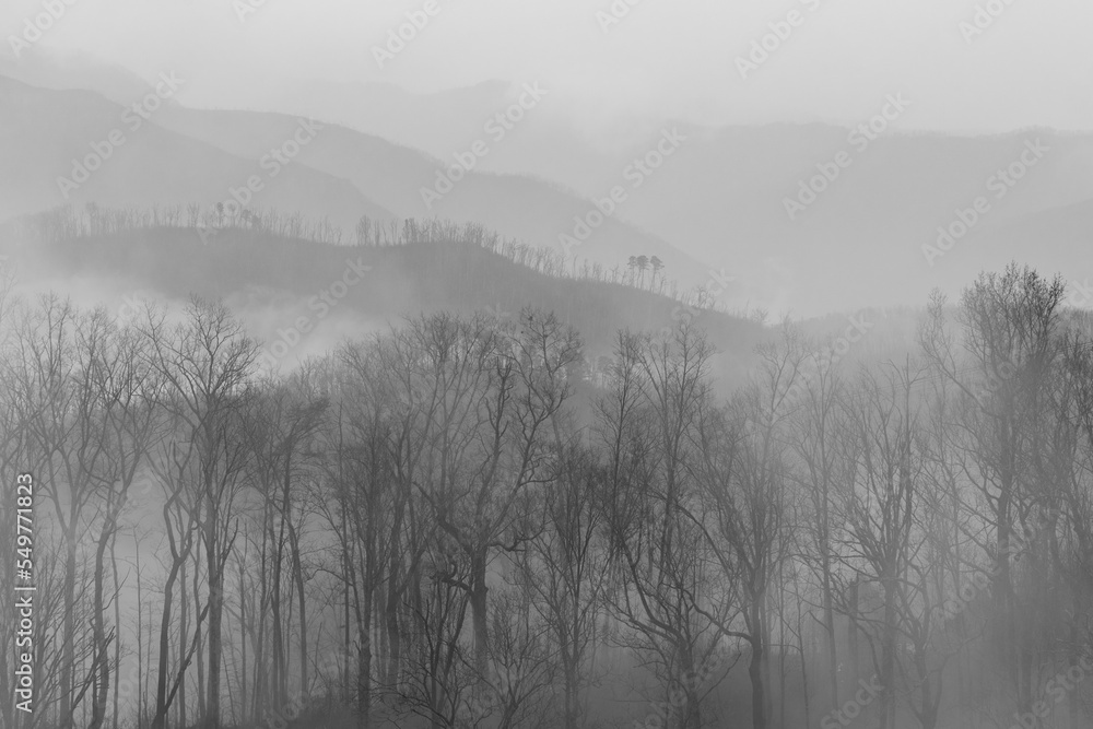 Fototapeta premium fog in the mountains