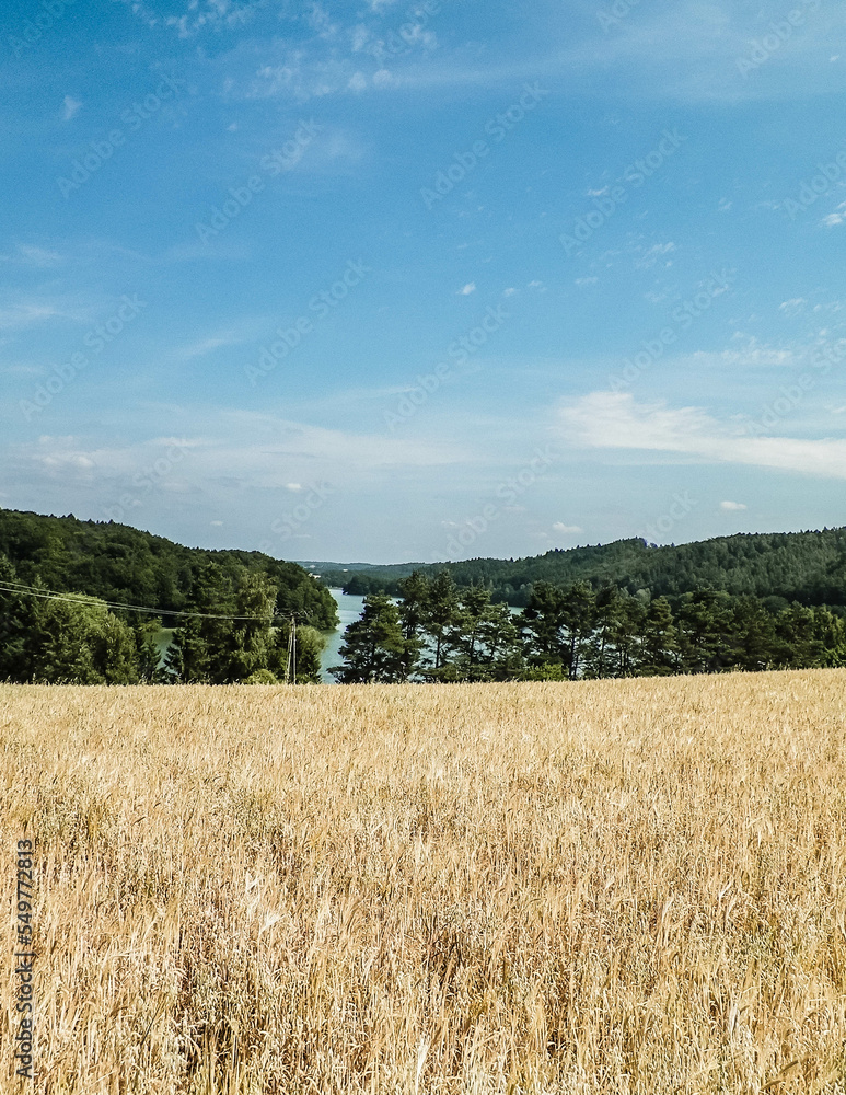 Landscape of oat field and Ostrzyckie lake, Wiezyca, Kashubian Region, Poland.