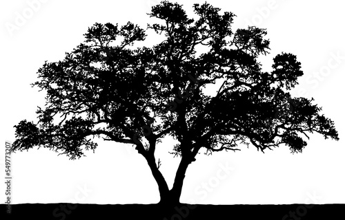 Black vector image of a silhouette of a tree in summer  isolated on a white background.