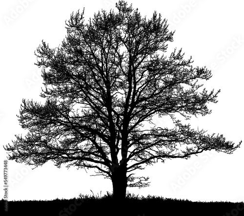 Black and white vector image of a big tree in autumn.