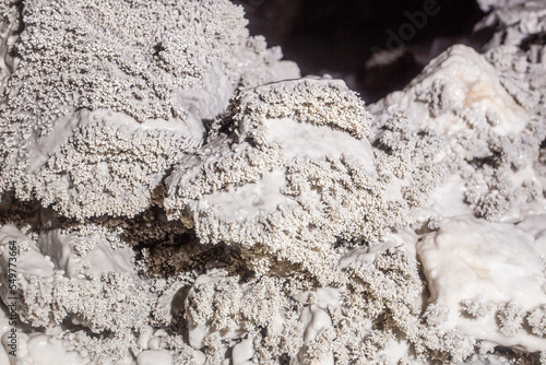 Limestone marble corallite sample mineral specimen photo