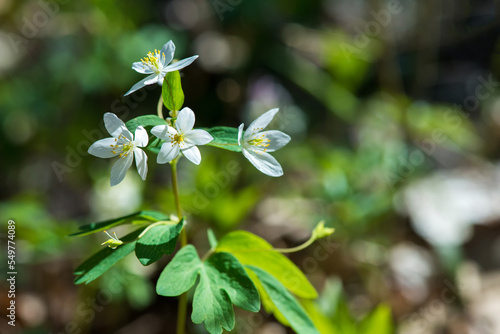 Anemone ranunculoides, the white anemone, white wood anemone or buttercup anemone - selective focus